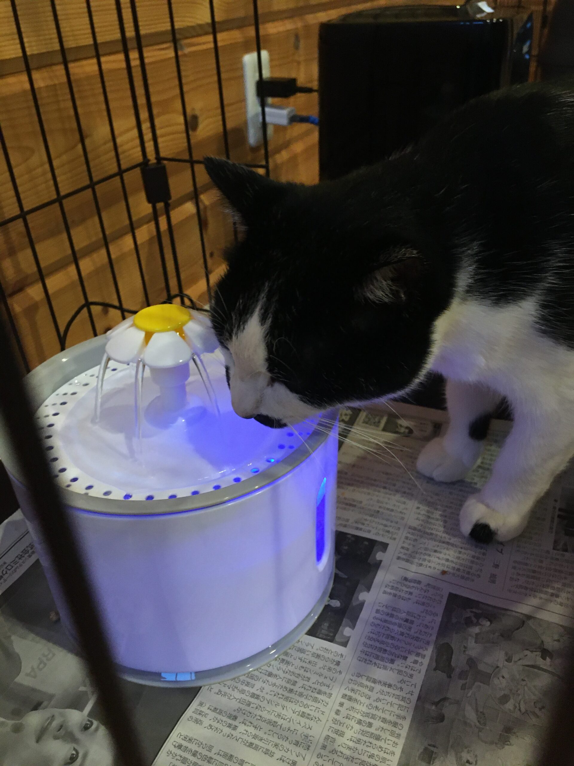 新しく購入した自動吸水器で水を飲むハチワレ猫くーちゃん