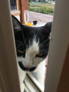 ドアの隙間からこちらをのぞくハチワレ猫くーちゃん（野良猫時代）