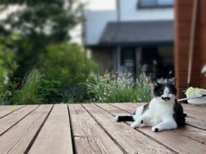 探偵さんに送ったくーちゃんの写真。デッキでくつろぐくーちゃん