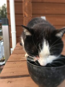 くーちゃんが他の猫と喧嘩した時の顔写真