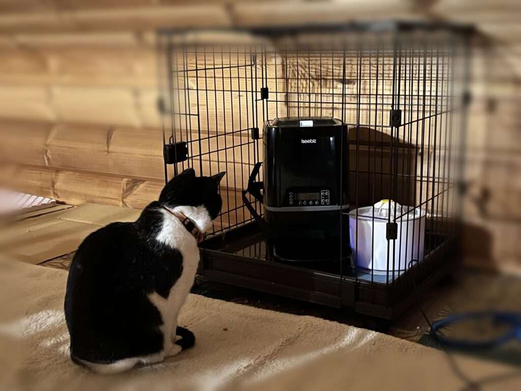 自動餌やり器から餌が出てくるのを待っているハチワレ猫のくーちゃん