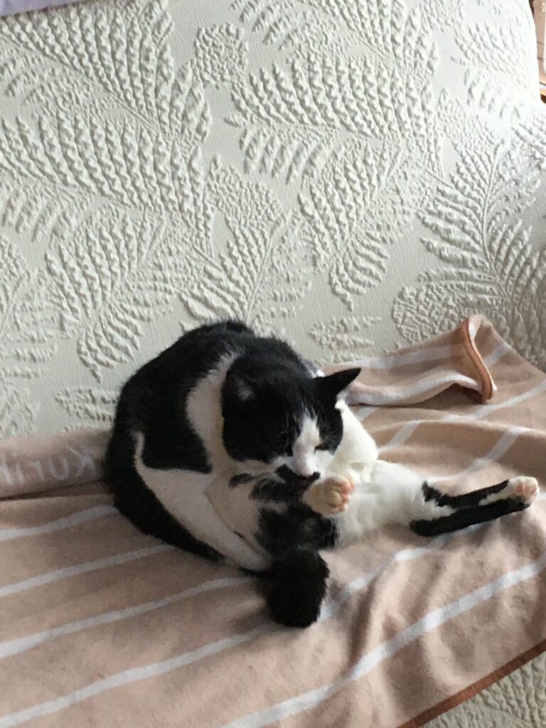 毛づくろいをするハチワレ猫・くーちゃん